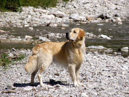 Anouk an der "Traun" in Ruhpolding 2008